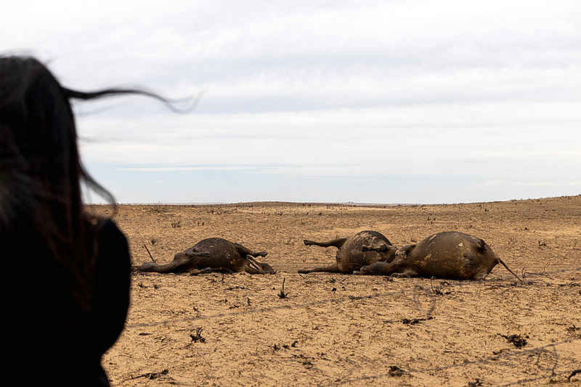US cattle ranchers search for feed  after wildfires burn grazing lands